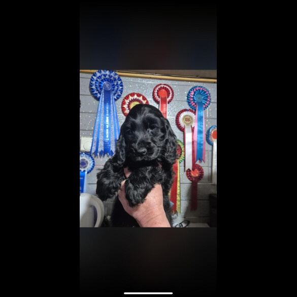 Cocker Spaniel (Show)