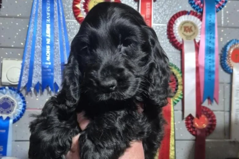 Cocker Spaniel (Show)