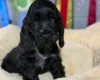 Cocker Spaniel (Show)