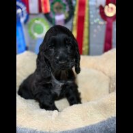 Cocker Spaniel (Show)