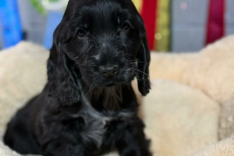 Cocker Spaniel (Show)