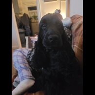 Cocker Spaniel (Show)