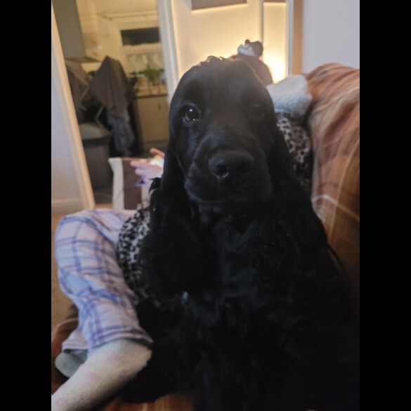 Cocker Spaniel (Show)