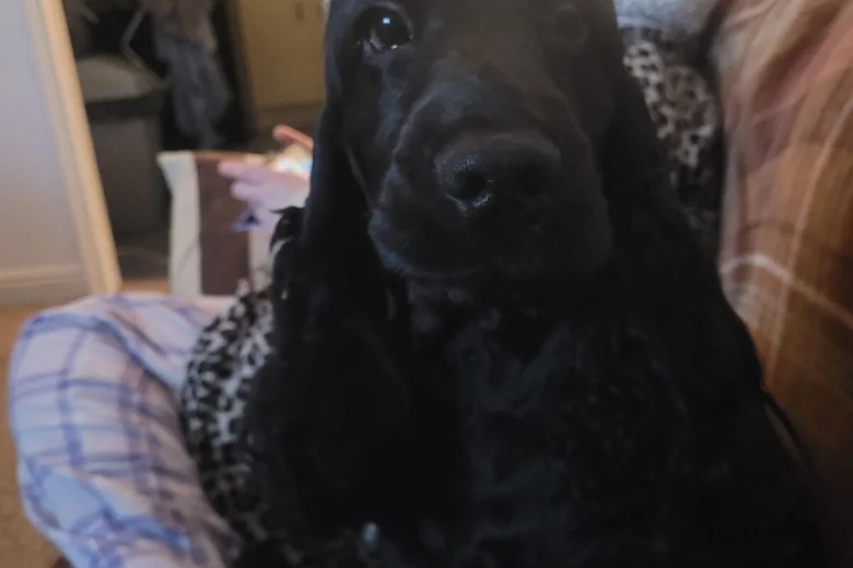 Cocker Spaniel (Show)