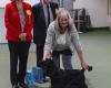 Cocker Spaniel (Show)