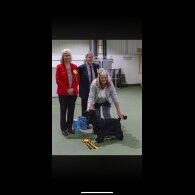 Cocker Spaniel (Show)