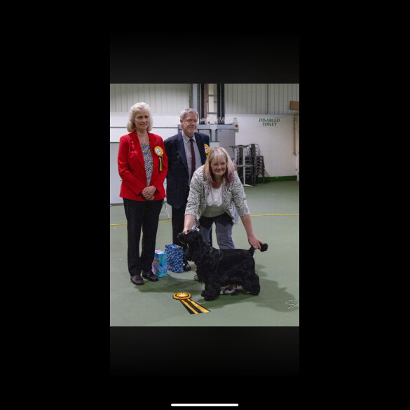 Cocker Spaniel (Show)