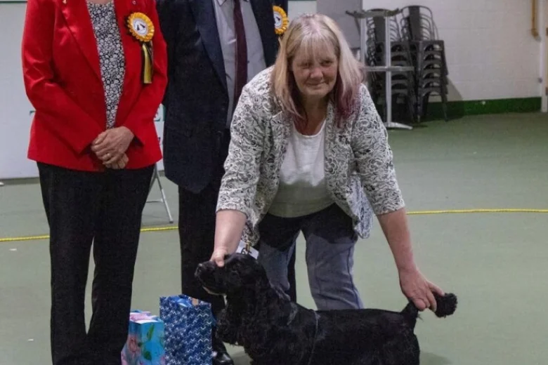 Cocker Spaniel (Show)