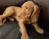 Cocker Spaniel (Show)