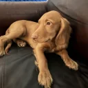 Cocker Spaniel (Show)