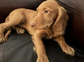Cocker Spaniel (Show)
