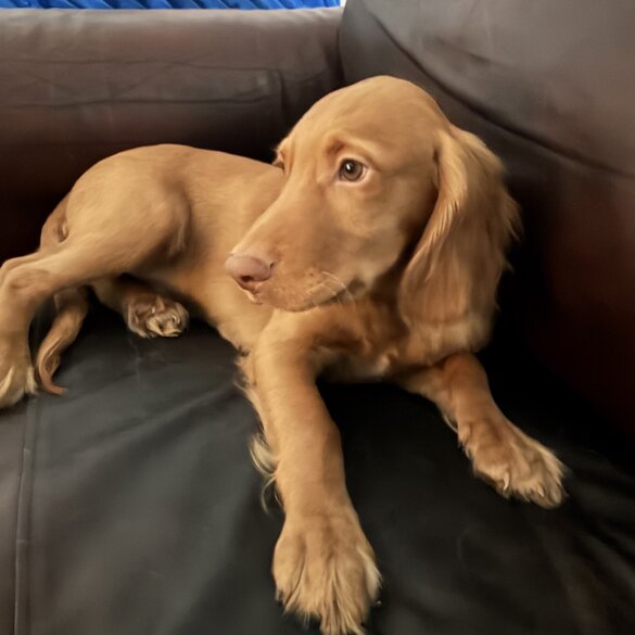 Cocker Spaniel (Show)