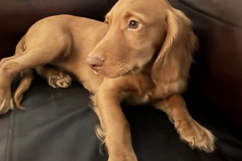 Cocker Spaniel (Show)