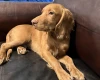 Cocker Spaniel (Show)