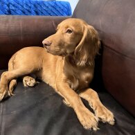 Cocker Spaniel (Show)
