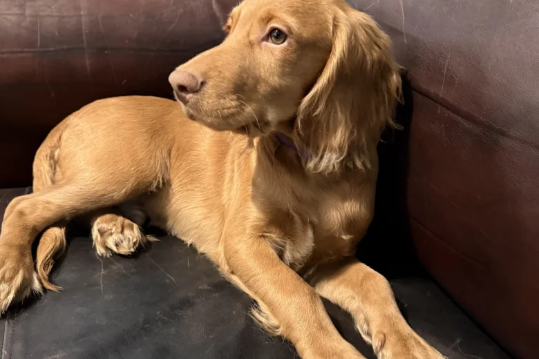 Cocker Spaniel (Show)