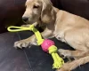 Cocker Spaniel (Show)