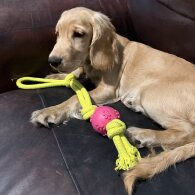 Cocker Spaniel (Show)