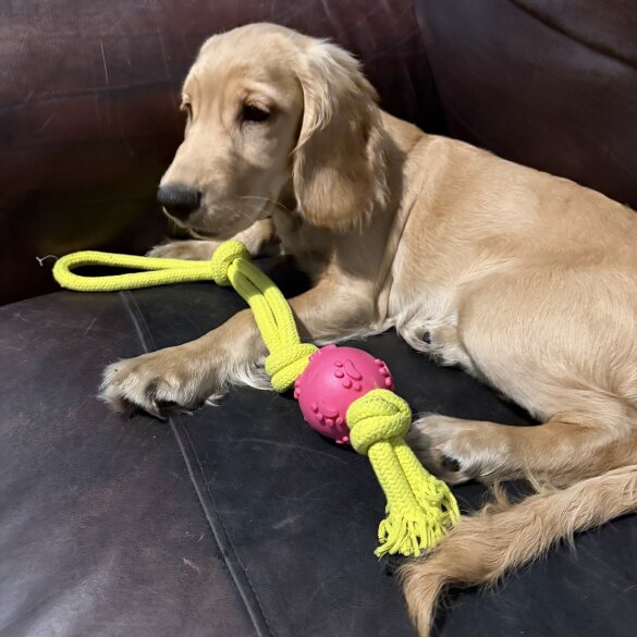 Cocker Spaniel (Show)
