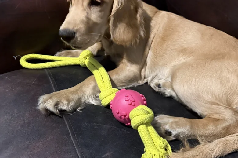 Cocker Spaniel (Show)