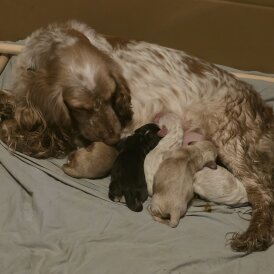 Cocker Spaniel (Show)