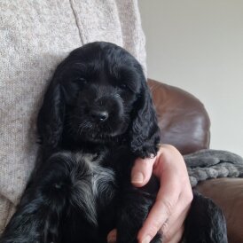 Cocker Spaniel (Show)