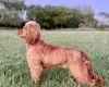Cocker Spaniel (Show)