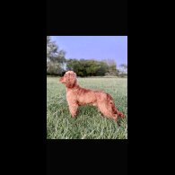 Cocker Spaniel (Show)