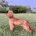 Cocker Spaniel (Show)