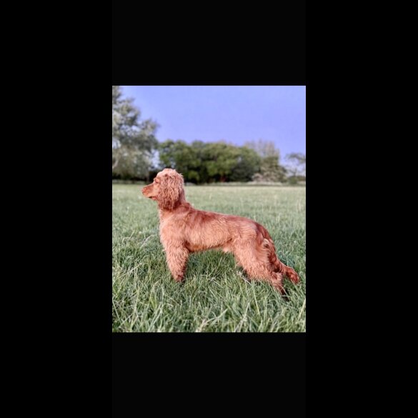 Cocker Spaniel (Show)