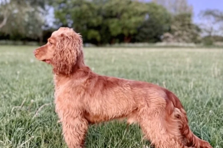 Cocker Spaniel (Show)