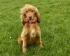 Cocker Spaniel (Show)