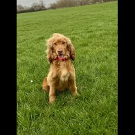 Cocker Spaniel (Show)