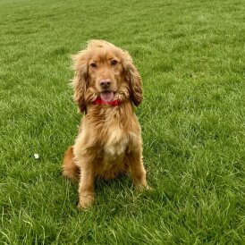 Cocker Spaniel (Show)