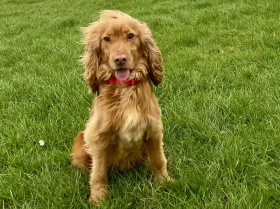 Cocker Spaniel (Show)