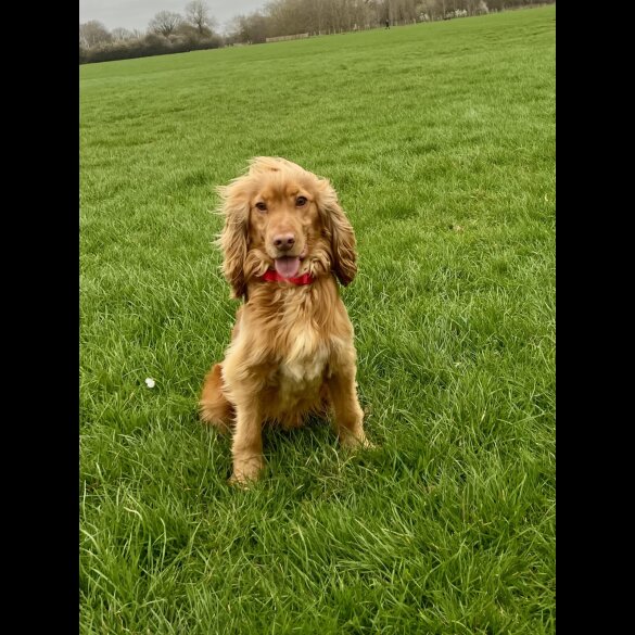 Cocker Spaniel (Show)