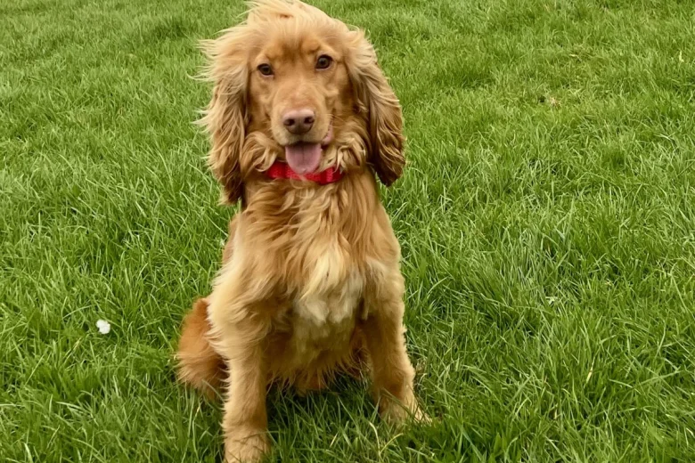 Cocker Spaniel (Show)