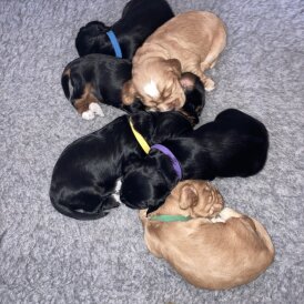 Cocker Spaniel (Working)