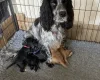Cocker Spaniel (Working)