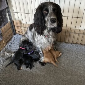 Cocker Spaniel (Working)