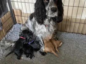 Cocker Spaniel (Working)
