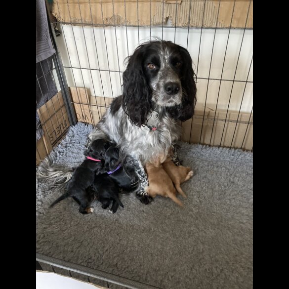 Cocker Spaniel (Working)