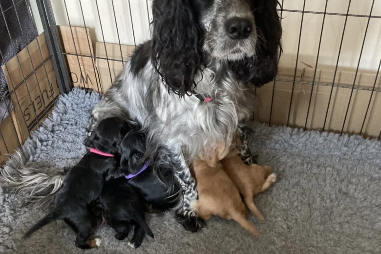 Cocker Spaniel (Working)