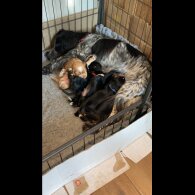 Cocker Spaniel (Working)