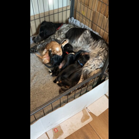 Cocker Spaniel (Working)