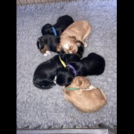 Cocker Spaniel (Working)