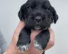 Cocker Spaniel (Working)