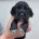 Cocker Spaniel (Working)