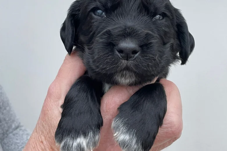 Cocker Spaniel (Working)