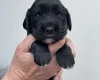 Cocker Spaniel (Working)